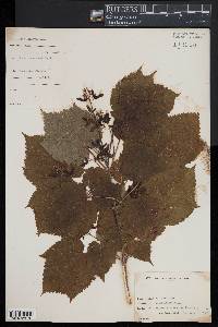 Acer spicatum image