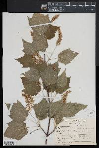 Acer spicatum image