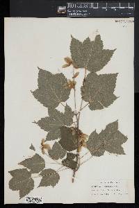 Acer spicatum image