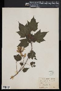 Acer spicatum image