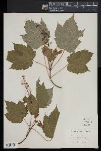 Acer spicatum image