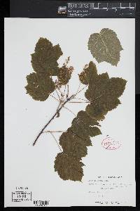 Acer spicatum image