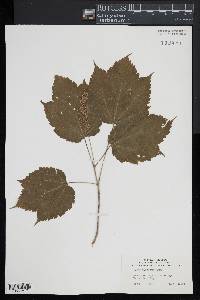 Acer spicatum image