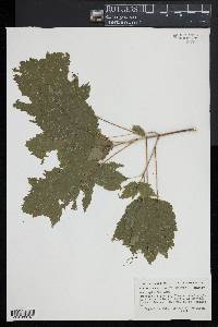 Acer spicatum image