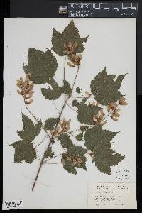 Acer spicatum image