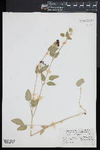 Thaspium trifoliatum image