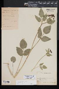 Thaspium trifoliatum image