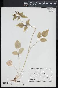 Thaspium trifoliatum image