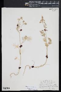 Image of Trachyspermum ammi