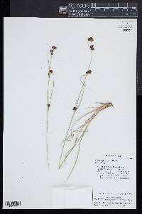 Rhynchospora capitellata image