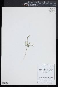 Polygala verticillata image