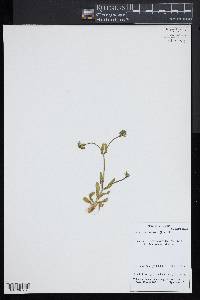 Valerianella locusta image