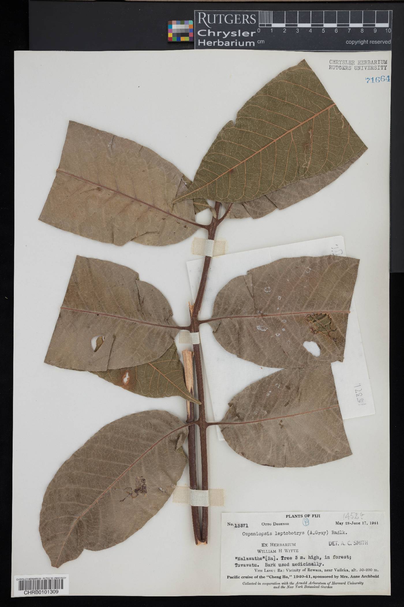 Cupaniopsis leptobotrys image
