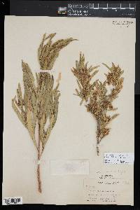 Dodonaea viscosa subsp. angustifolia image