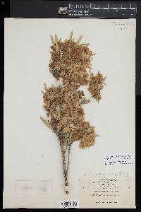 Dodonaea viscosa subsp. angustifolia image