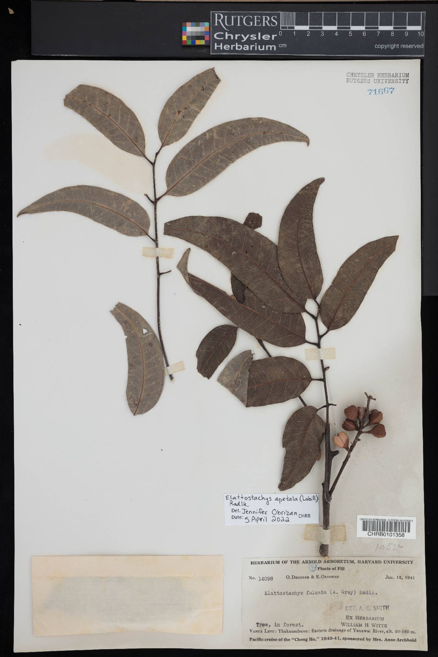 Elattostachys apetala image