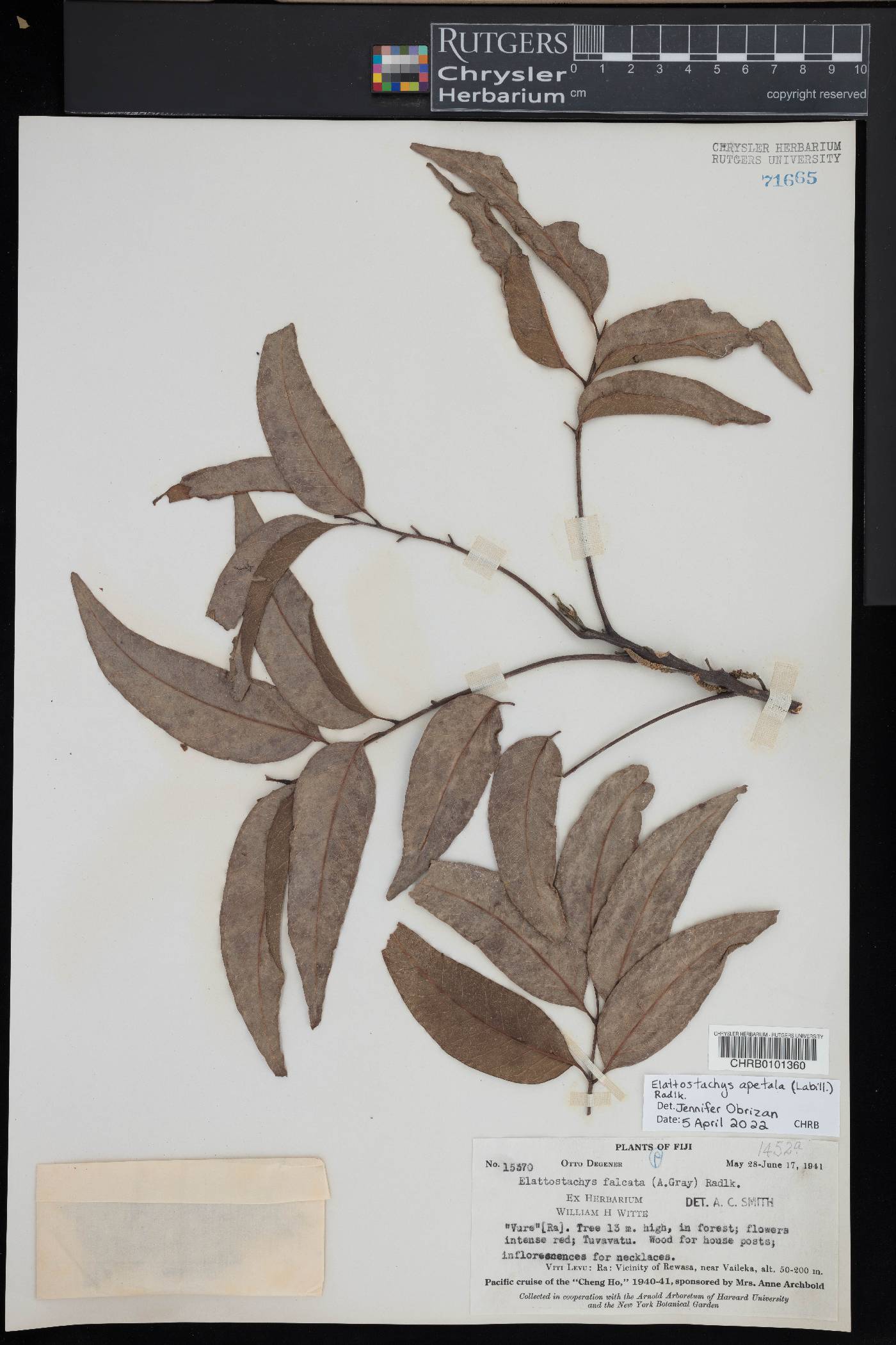 Elattostachys image