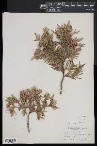 Thuja occidentalis image