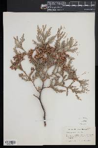 Thuja occidentalis image