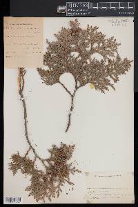 Thuja occidentalis image