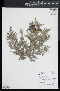 Thuja occidentalis image