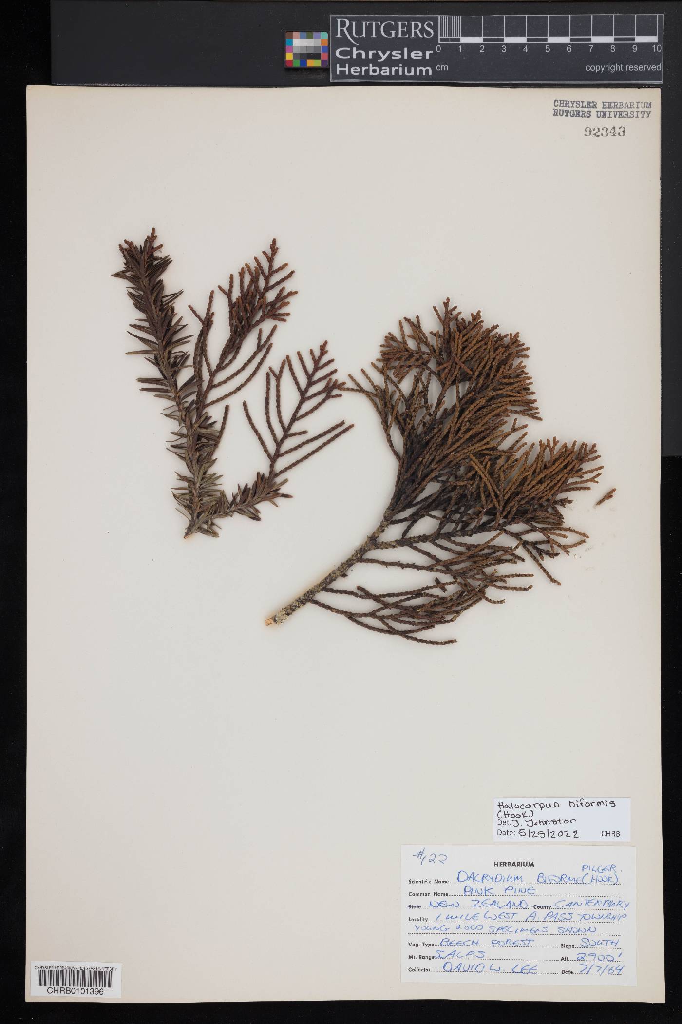 Halocarpus biformis image