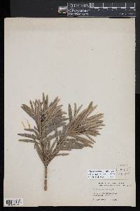 Podocarpus elongatus image