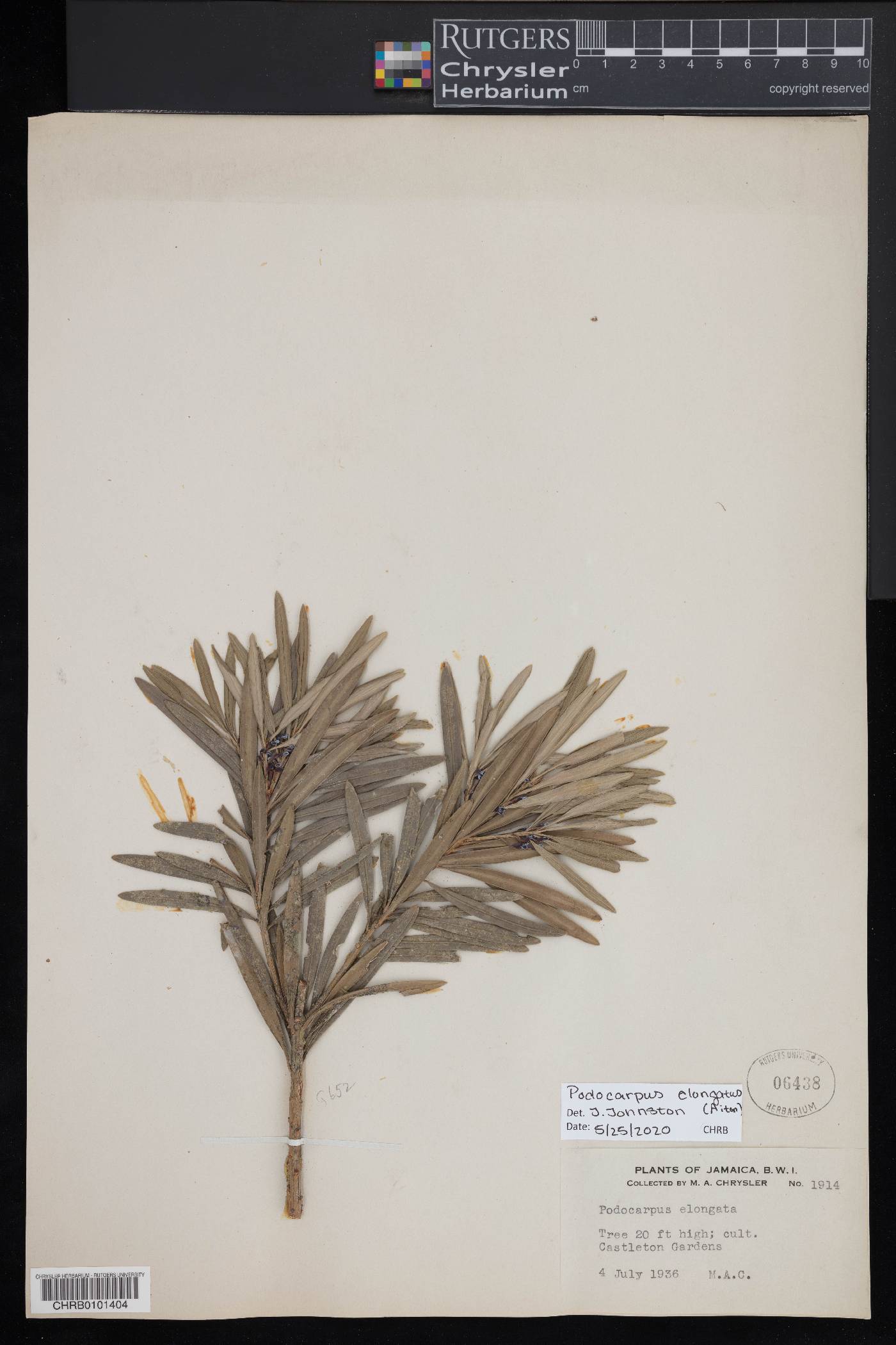 Podocarpus elongatus image