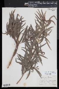 Podocarpus salignus image