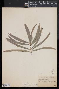 Image of Podocarpus henkelii