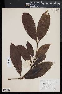 Image of Gnetum cuspidatum