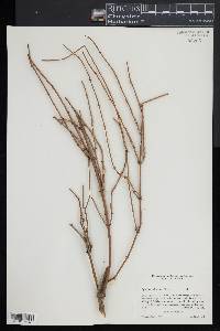 Ephedra californica image