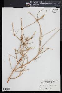 Ephedra nevadensis image