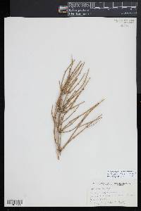 Ephedra torreyana image