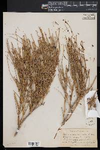 Ephedra viridis image