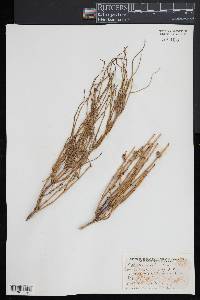 Ephedra viridis image