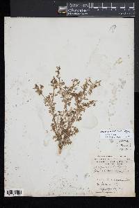 Lepidium didymum image