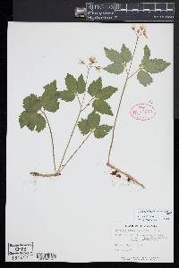 Cardamine diphylla image