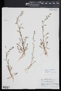 Cardamine parviflora image