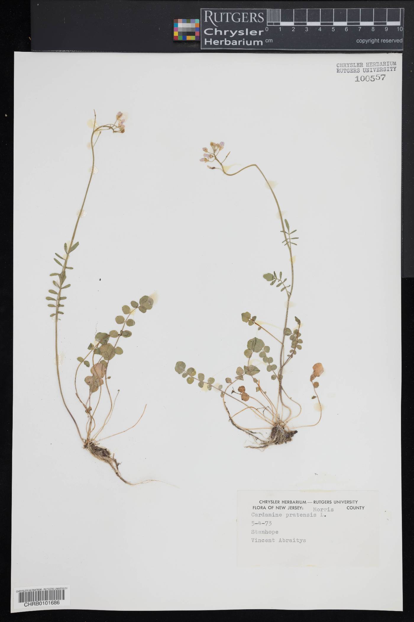 Cardamine pratensis image