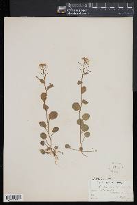 Cardamine rotundifolia image