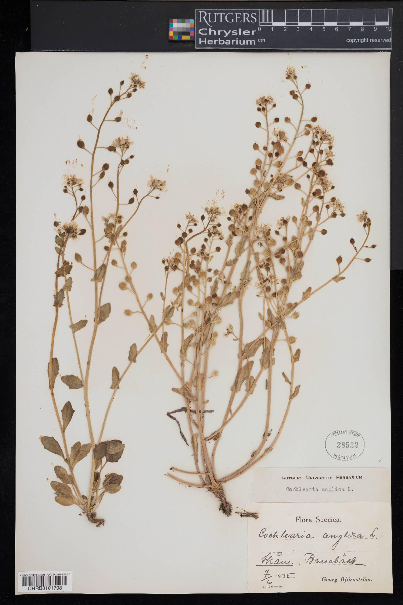 Cochlearia anglica image