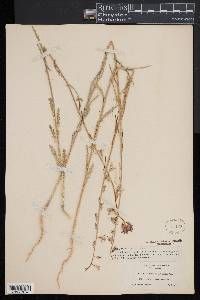 Streptanthus coulteri image