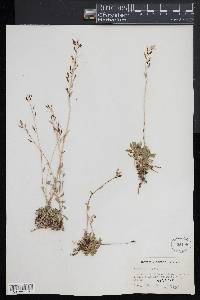 Draba arabisans image