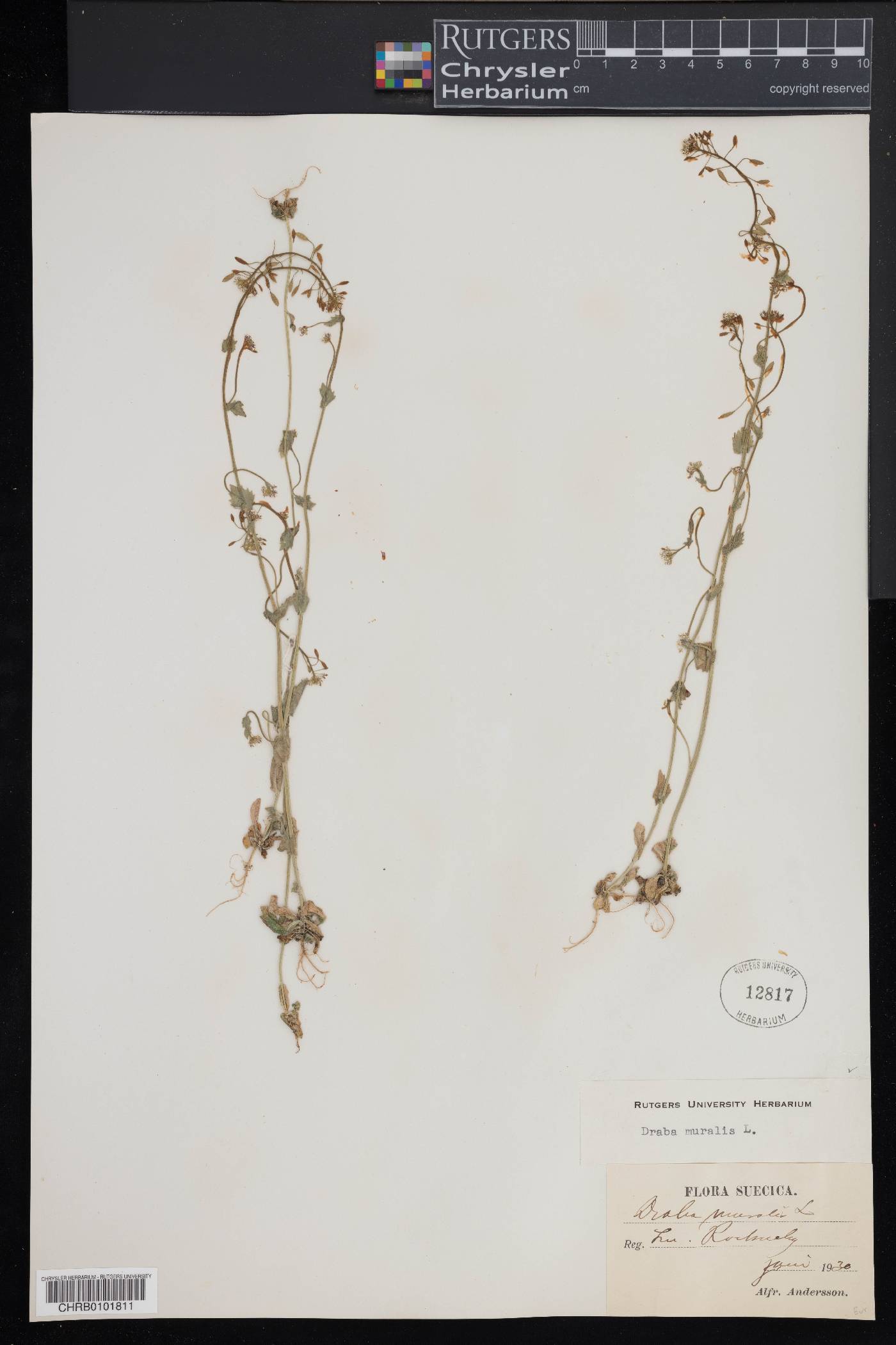 Draba muralis image