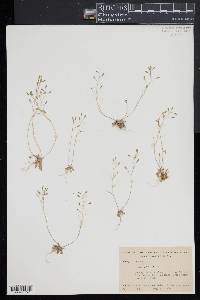 Draba verna image