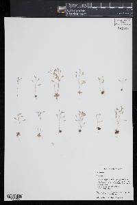 Draba verna image