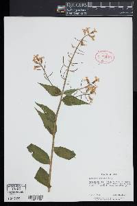 Hesperis matronalis image