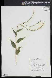 Hesperis matronalis image