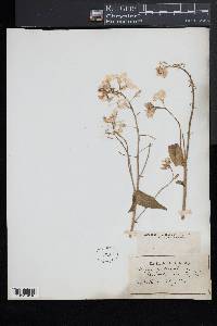 Hesperis matronalis image